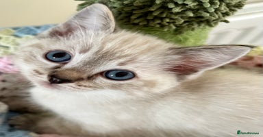 Ragdoll cats - Advert 1