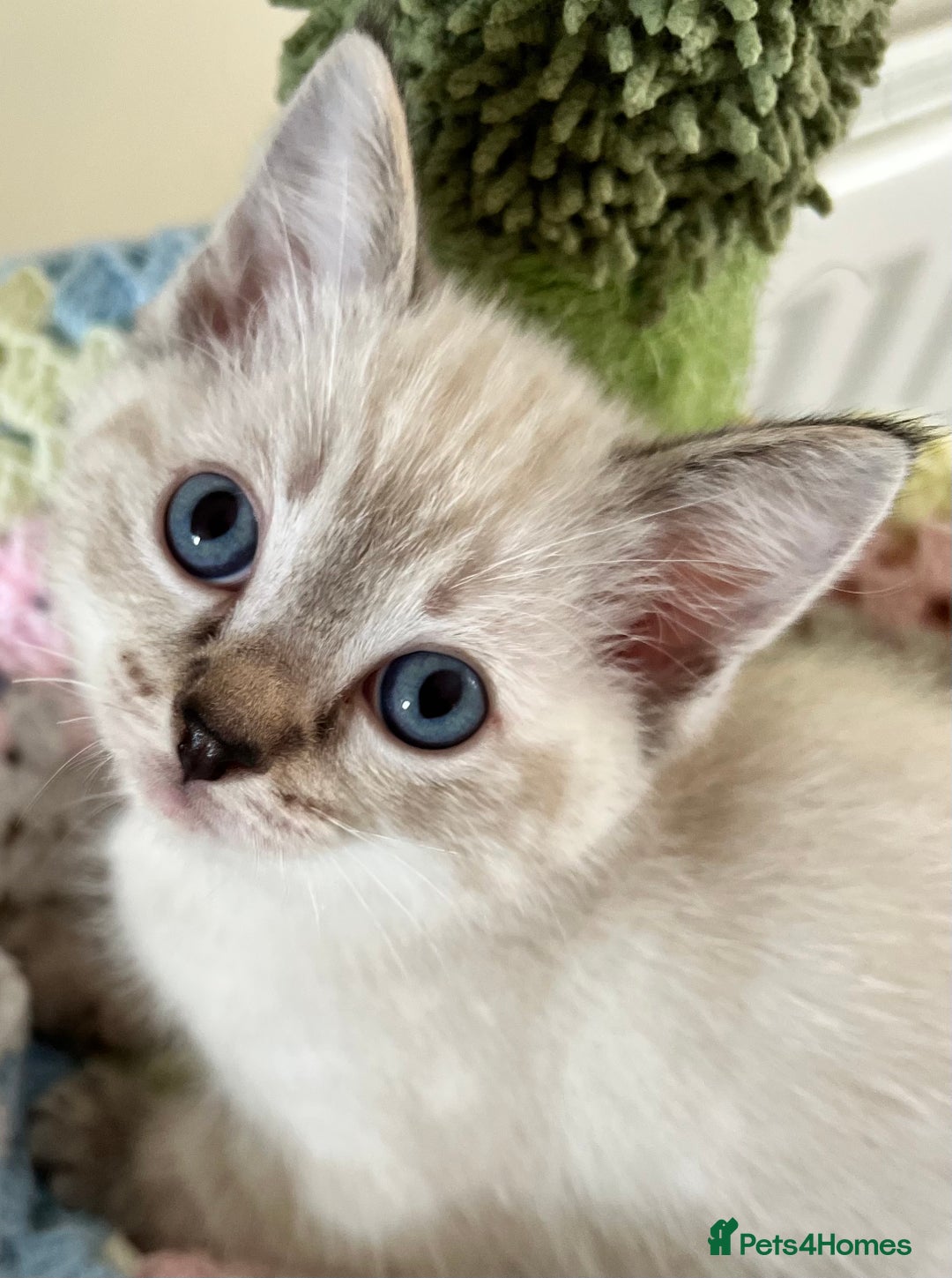 Ragdoll cats for sale: Pure Ragdoll Boys – Raised with Mum in Family Home - Image 3