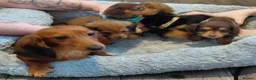 Miniature Dachshund dogs for sale: Longhaired Miniature Dachshunds - Advert 4