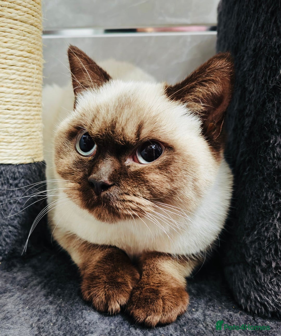 British Shorthair cats for sale: Female Lilac And Chocolate Point British Shorthair - Advert 2