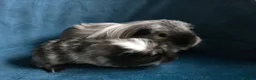 Guinea Pig rodents for sale: Father&son long haired swiss californian - Advert 6