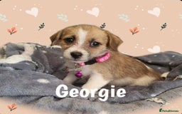 Jack Russell dogs for sale: miniature Jack Russell Puppies - Image 14