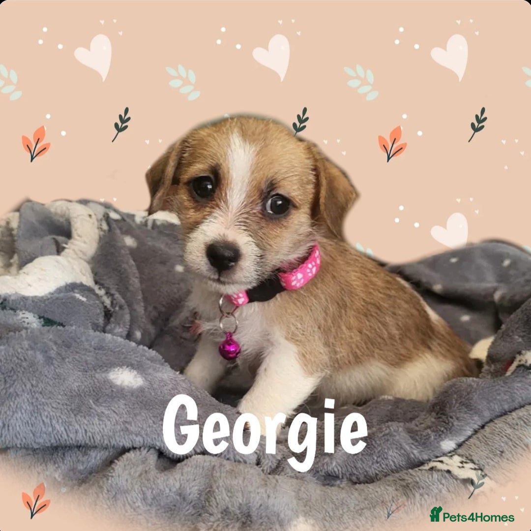 Jack Russell dogs for sale: miniature Jack Russell Puppies - Image 14