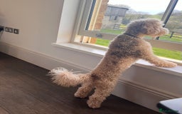 Toy Poodle dogs for stud: Beautiful Poodle for Stud 🤍 - Image 10