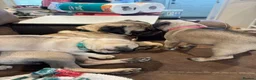 Pug dogs for sale: Fawn and black pug ready now in Liverpool - Advert 1