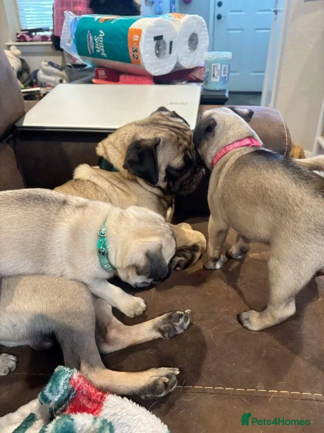 Pug dogs for sale: Fawn and black pug ready now in Liverpool - Advert 1