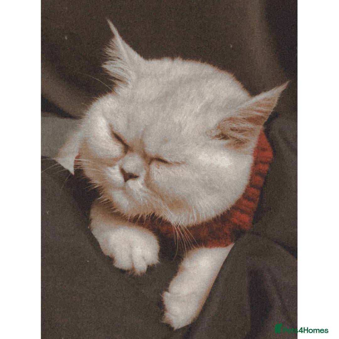 Persian cats for sale: Persian Cat up for adoption  - Advert 2