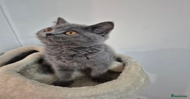 British Shorthair cats - Advert 15