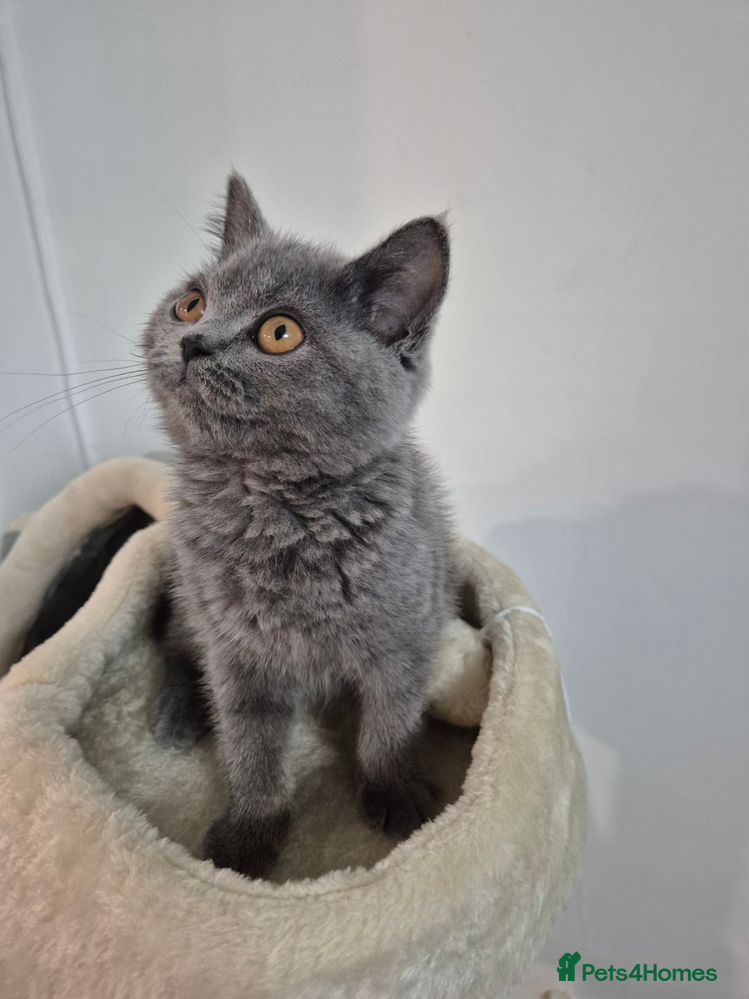 British Shorthair cats for sale: GCCF REGISTERED ACTIVE British Shorthair Female - Image 2