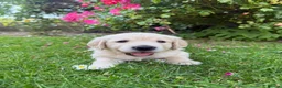 Golden Retriever dogs for sale: Chunky golden retriever puppies, kc registered in Poulton-le-Fylde - Advert 14