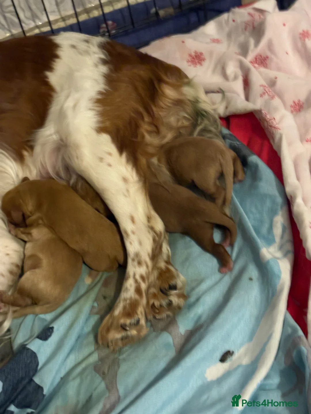 Cockapoo dogs for sale: 3 beautiful puppies left - Advert 2