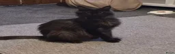 Maine Coon cats for sale: 🖤Beautiful Black Maine Coon Girl 3 Years old🖤 - Advert 9