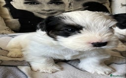 Sealyham Terrier dogs for sale: Quality KC registered Sealyham Terrier pups - Image 13