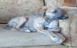 Lurcher dogs for sale: Sports lurchers - Image 1