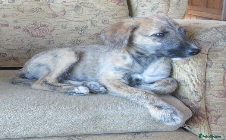 Lurcher dogs - Advert 1