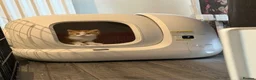 Domestic Shorthair cats for sale: Two beautiful female kittens for new home - Advert 6