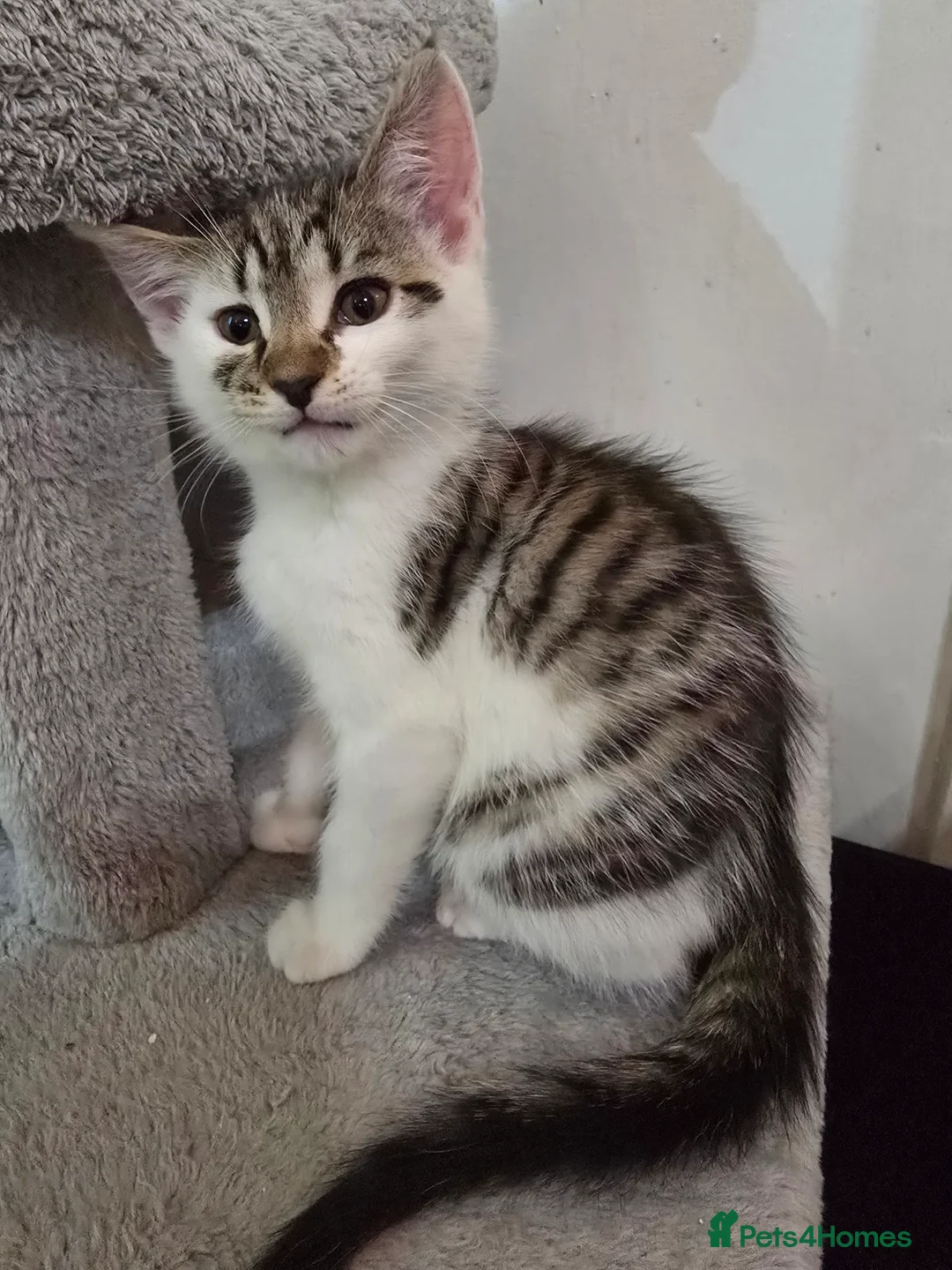 Maine Coon cats for sale: 7 beautiful Maine Coon X - Advert 3