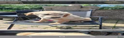 Golden Retriever dogs for sale: KC registered golden retriever girls  - Advert 4