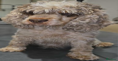 Cockapoo dogs - Advert 3