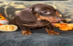 Miniature Dachshund dogs for sale: 🩷 Adorable Miniature Dachshund Puppies💙 - Image 5