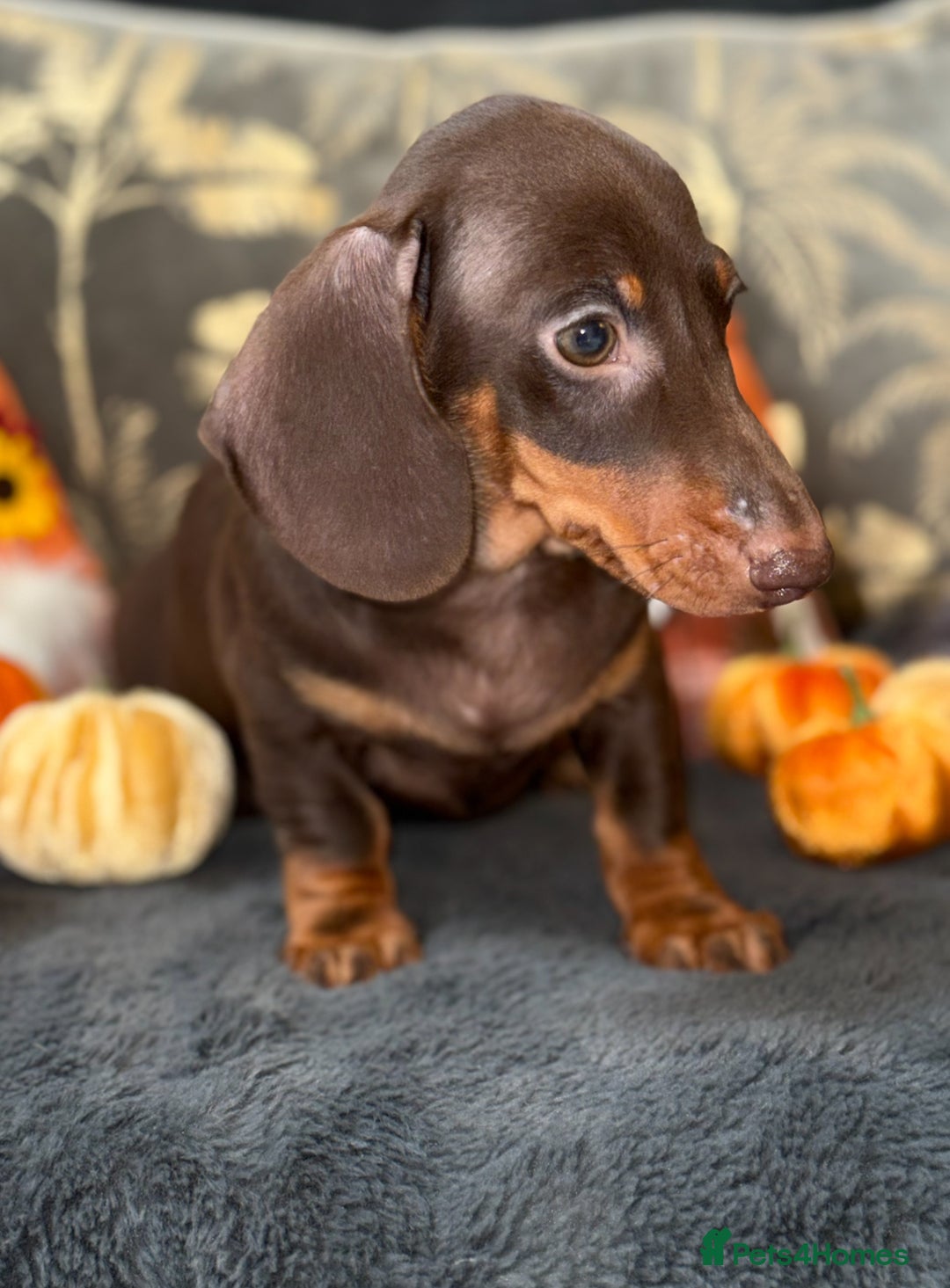 Miniature Dachshund dogs for sale: 🩷 Adorable Miniature Dachshund Puppies💙 - Image 5