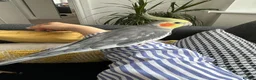 Cockatiels birds for sale: Male cockatiel  - Advert 4
