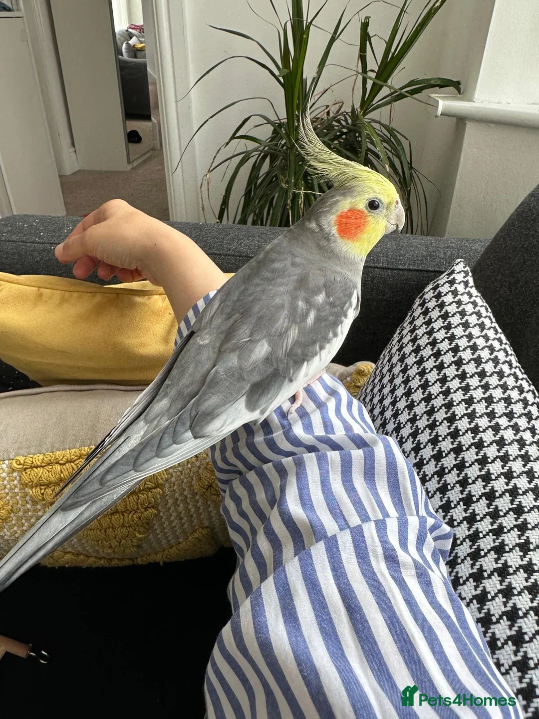 Cockatiels birds for sale: Male cockatiel  - Advert 4