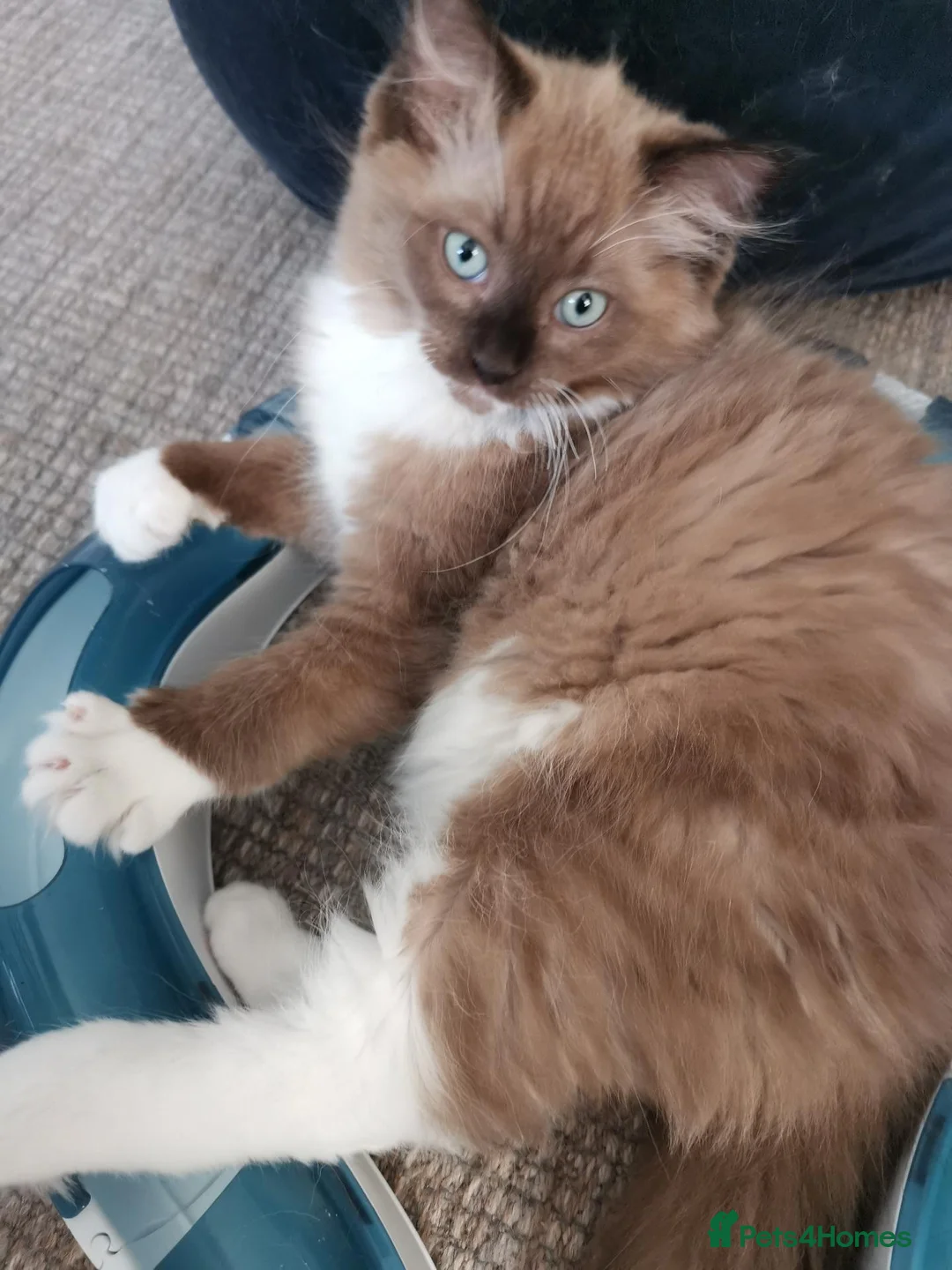 Ragdoll cats for sale: Stunning Chocolate Mink Mitted Ragdoll Boy - Advert 4