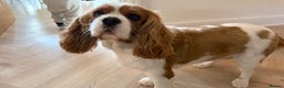 Cavalier King Charles Spaniel dogs for sale: Loving Home Wanted for Female Cavalier - Advert 5
