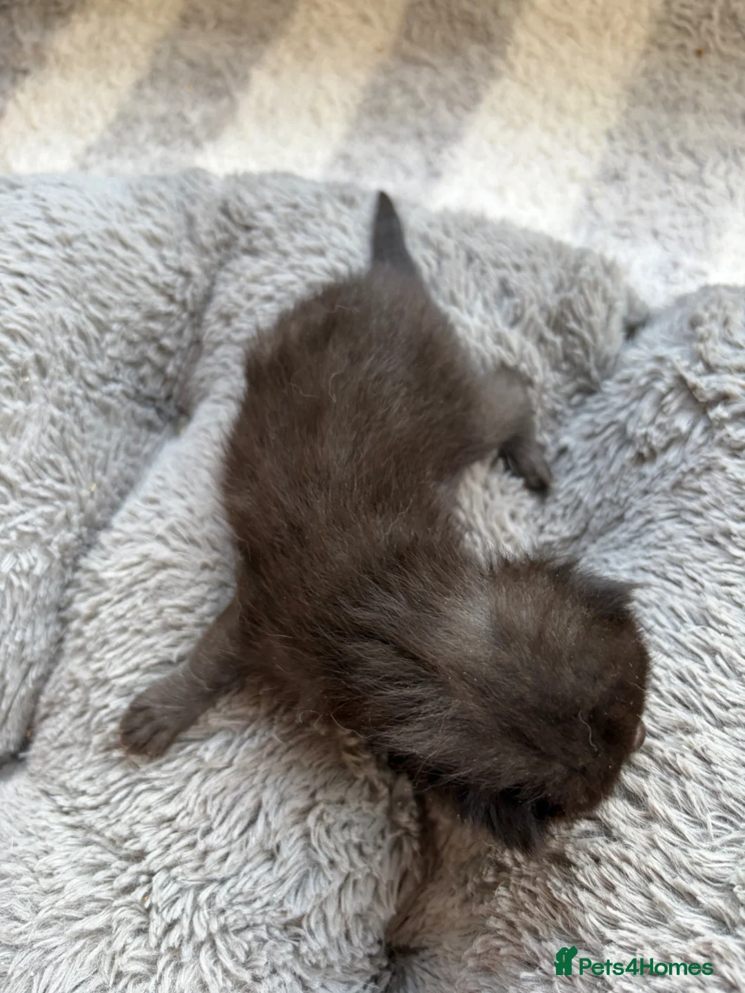 Mixed Breed cats for sale: Beautiful silver, grey, tabby and black kitten - Advert 16