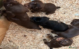 Cocker Spaniel dogs for sale: KC Reg Docked Working Cocker Spaniel puppies - Image 3