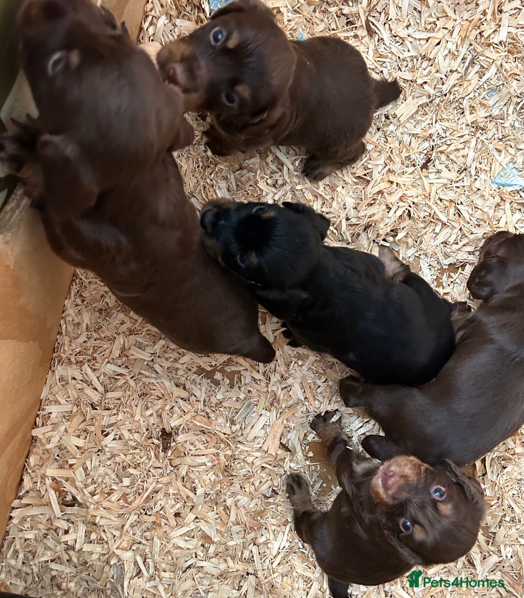Cocker Spaniel dogs for sale: KC Reg Docked Working Cocker Spaniel puppies - Image 3
