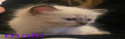 Ragdoll cats for sale: Gorgeous Ragdoll Kittens - Advert 4