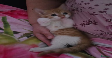 Mixed Breed cats - Advert 3