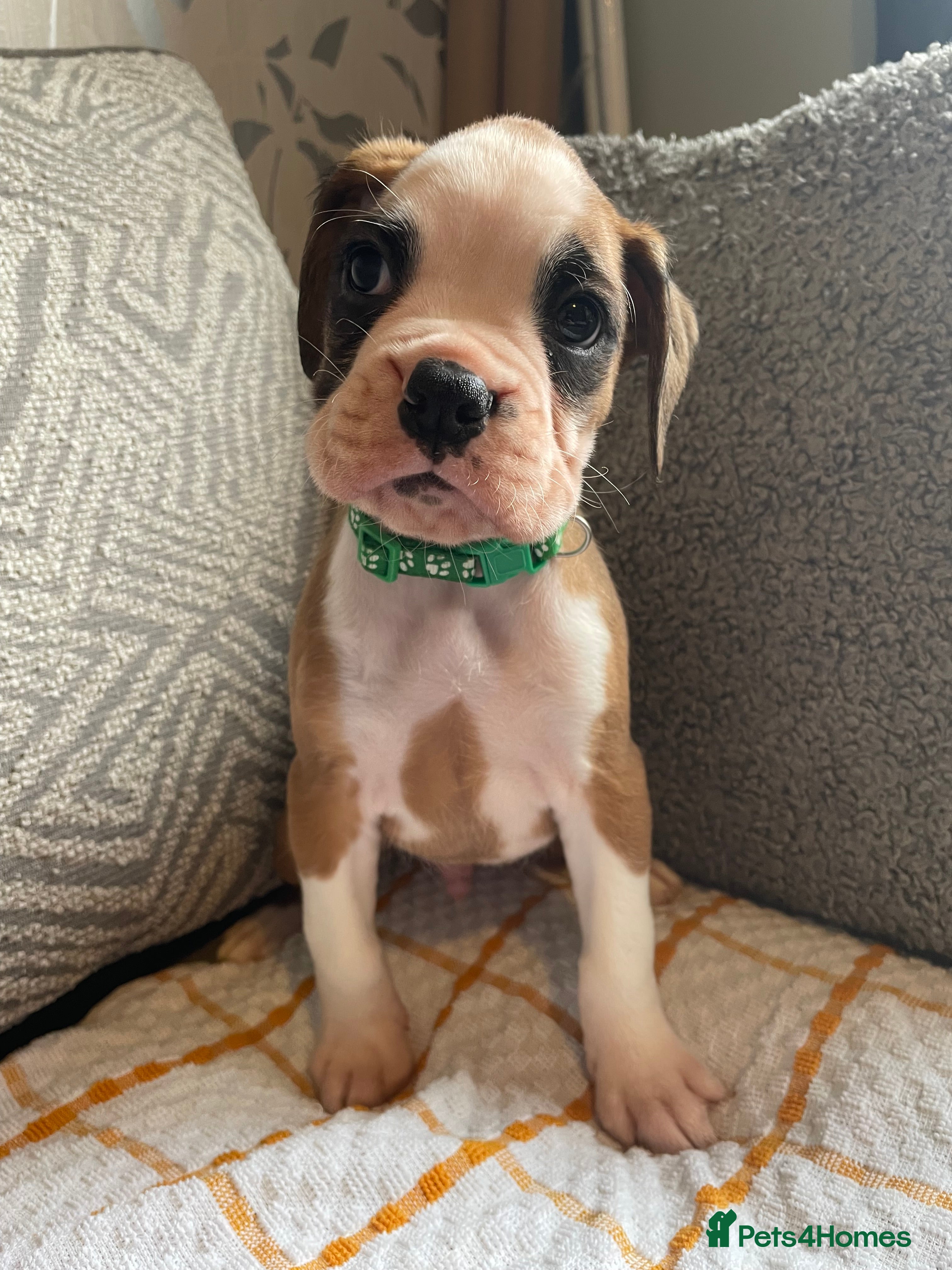 Boxer dogs KC BOXER PUPPIES - Advert 2