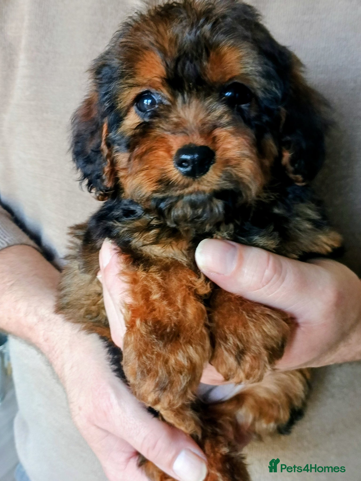 Cockapoo dogs Cockapoo F1 sable girl. Fox red !!!!! ♥️. - Advert 1