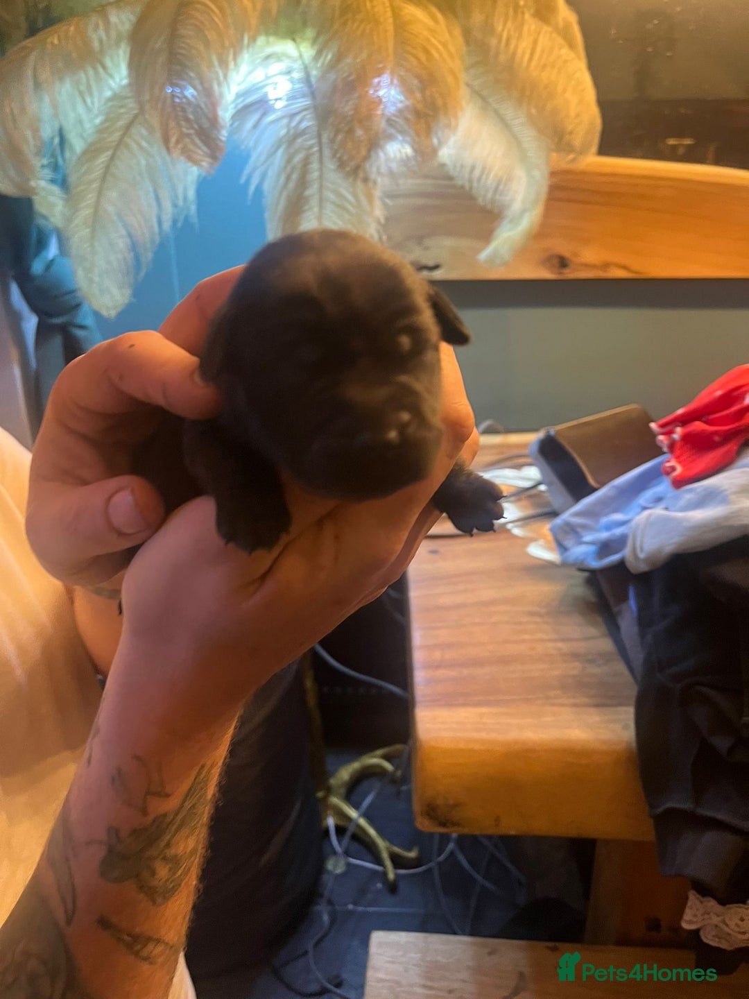 Mixed Breed dogs for sale: Blue staff x Black labrador puppies  - Advert 27