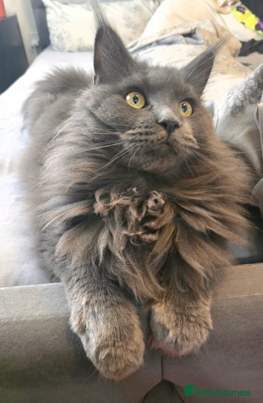 Maine Coon cats for sale: Blue female Maine coon - Advert 2
