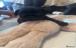 Pug dogs for sale: KCreg pug puppies for sale. - Image 18