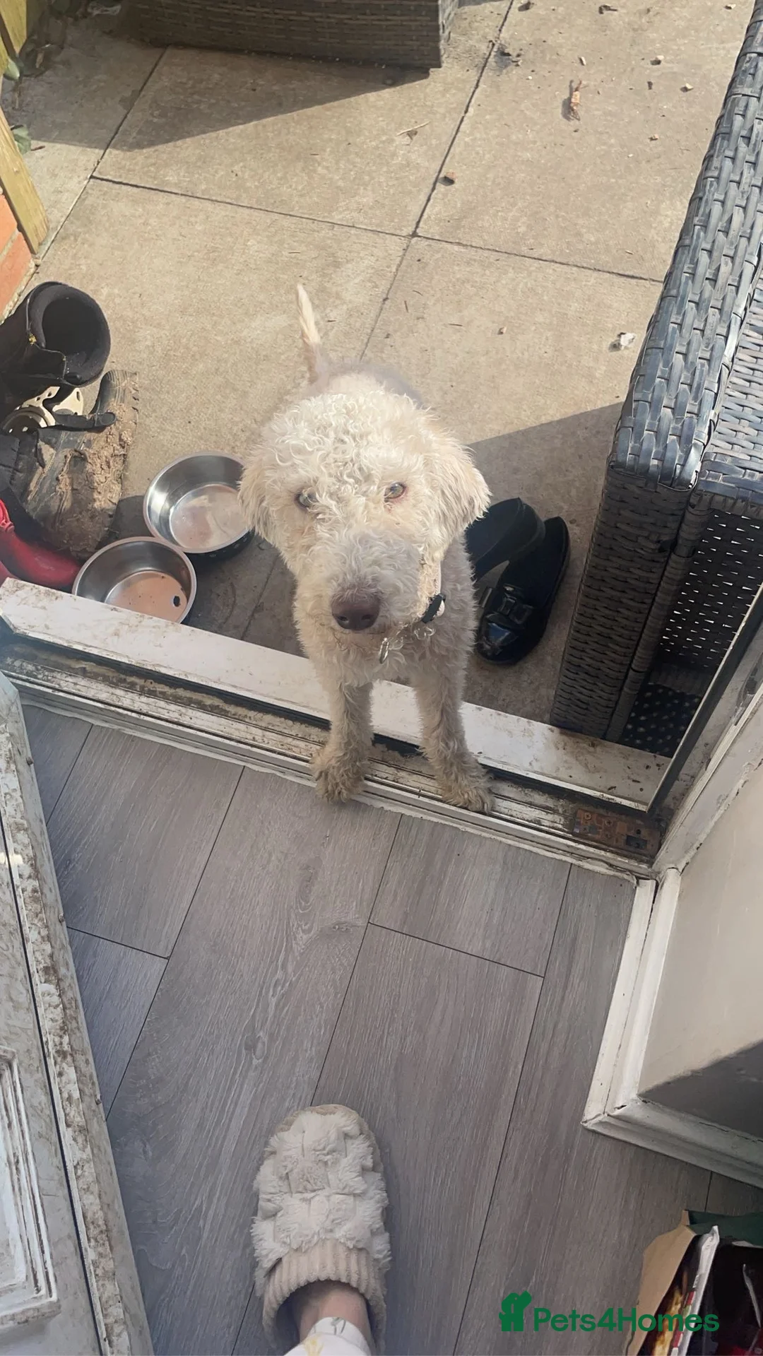 Bedlington Terrier dogs for stud: Liver Bedlington terrier for stud. in Darlington - Advert 4