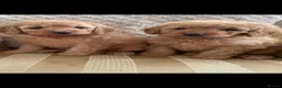 Cockapoo dogs for sale: Adorable Cockapoo Puppies in Chippenham - Advert 2