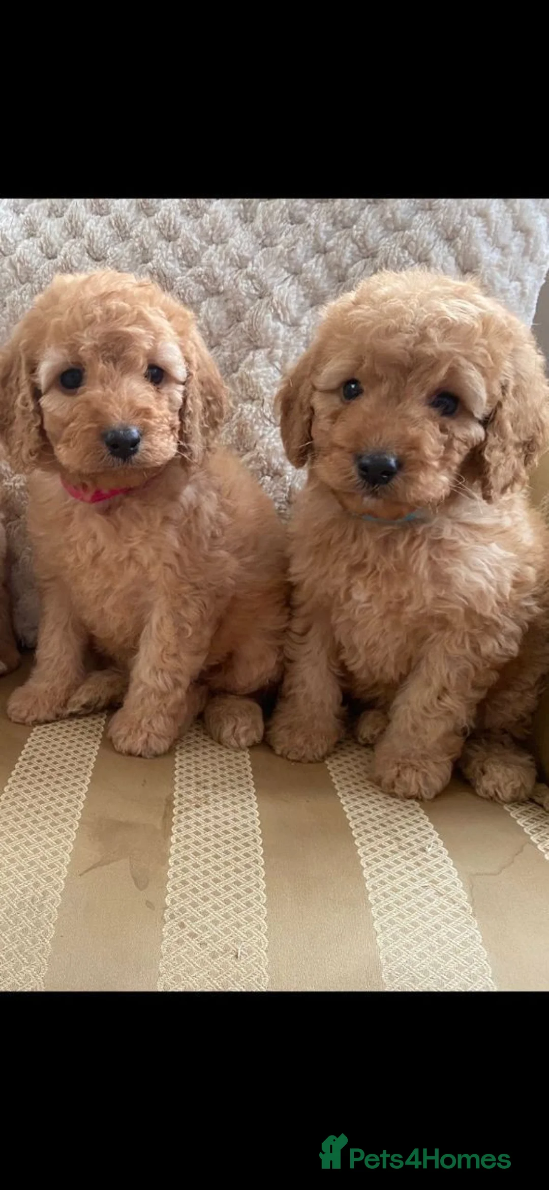 Cockapoo dogs for sale: Adorable Cockapoo Puppies in Chippenham - Advert 2