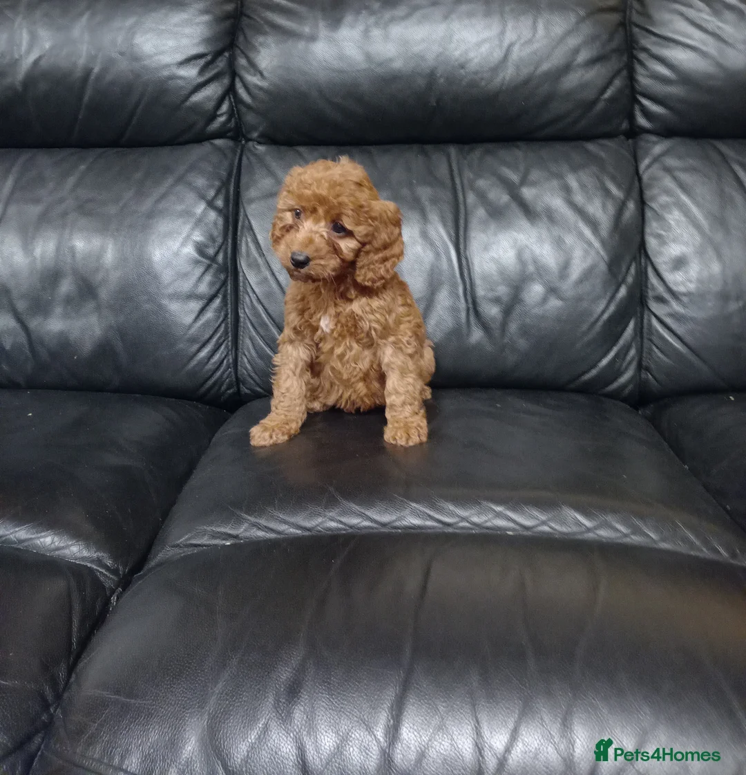 Cockapoo dogs for sale: Cockapoo puppies  in Dungannon - Advert 6