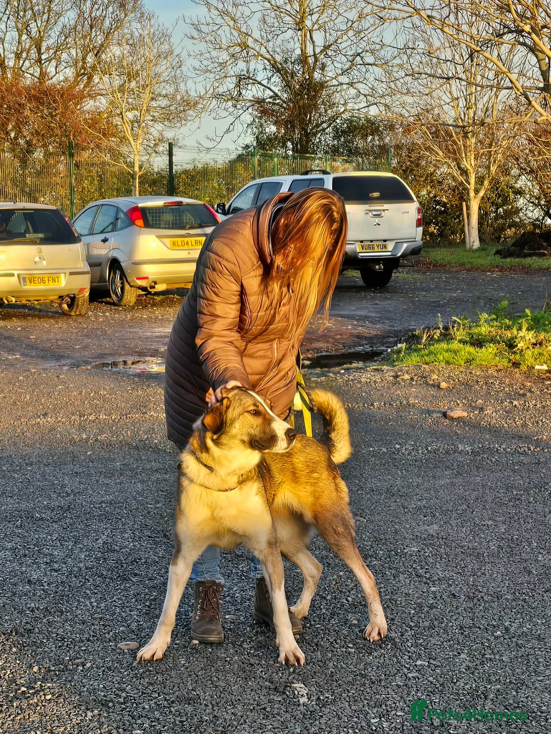 Mixed Breed dogs for adoption: BLANCA - Advert 4