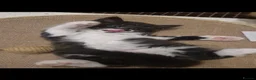 Mixed Breed cats for sale: Kittens   - Advert 16