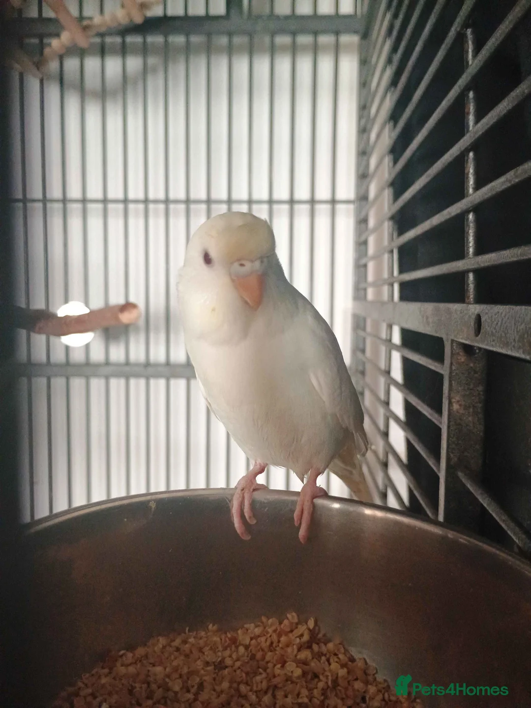 Budgerigars birds for sale: Yellow Face Albino Budgie in Skelmersdale - Advert 3