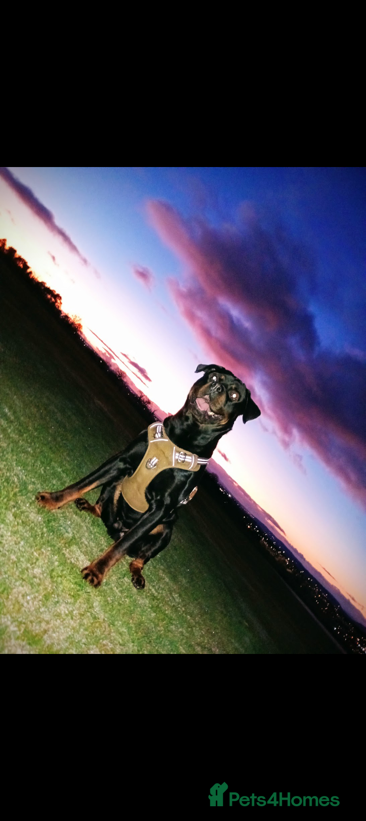 Rottweiler dogs Looking to stud my boy  - Advert 3