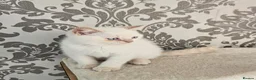 British Shorthair cats for sale: Blue eyes Flame Point British Shorthair kitten - Advert 9