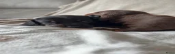 Miniature Dachshund dogs for sale: Miniature Smooth haired Dachshund Puppies MALE  - Advert 9
