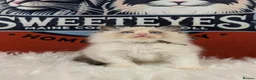 Ragdoll cats for sale: BEST RAGDOLL KITTENS CHAMPIONS PARENTS EU ACTIVE - Advert 16
